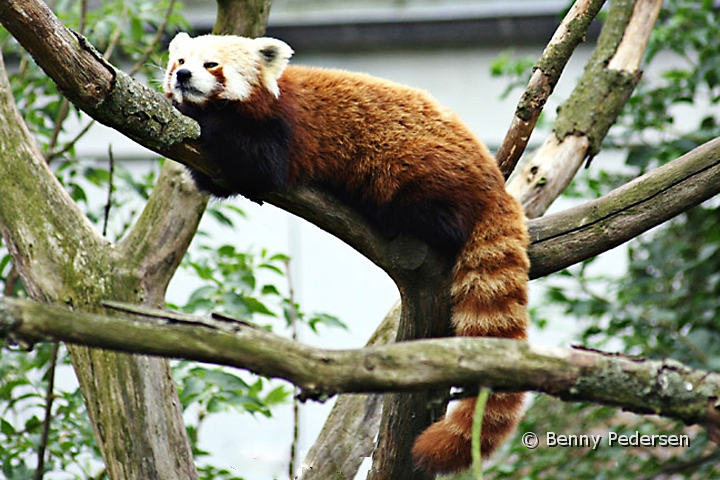 Rod Panda.jpg - Rød Panda (Ailurus fulgens fulgens)
